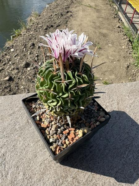 Stenocactus multicostatus